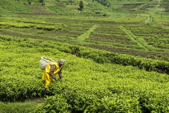 Framed Print : Worker picking tea on a Tea plantation in the Virunga mountains, Rwanda, Africa Framed Print : Worker picking tea on a Tea plantation in the Virunga mountains, Rwanda, Africa