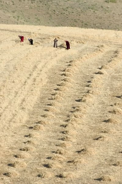 Workers harvesting field