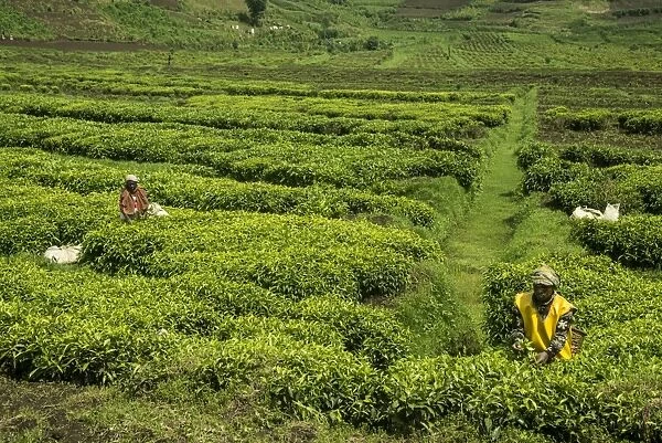 Workers picking tea on a Tea plantation in the Virunga mountains, Rwanda, Africa