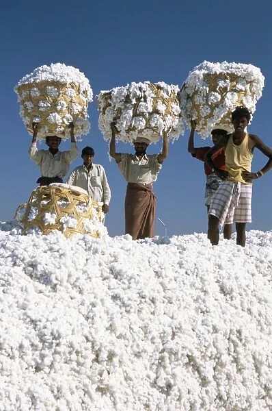 Mill workers on pile of raw cotton balls on Deccan plateau