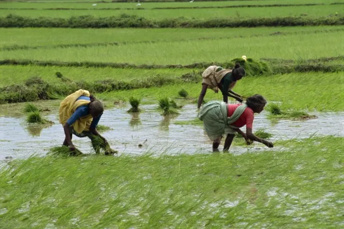 Framed Print : Workers in the rice fields near Madurai Framed Print : Workers in the rice fields near Madurai
