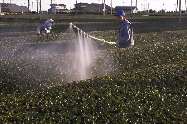 Workers spraying rows of tea shrubs on tea estate