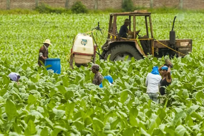 Framed Print : Workers and tractor in field of tobacco plants in an important growing region in the north west, Condega, Nicaragua, Central America Framed Print : Workers and tractor in field of tobacco plants in an important growing region in the north west, Condega, Nicaragua, Central America