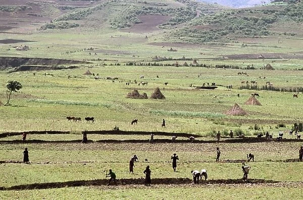 Working on farmland, near Sentebe, Choa region, Ethiopia, Africa