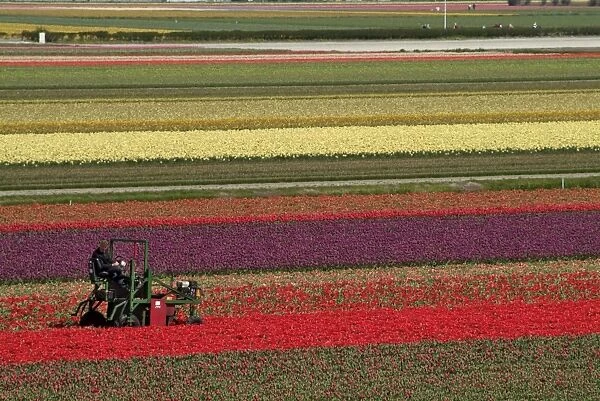 Working in the tulip rows in the bulb fields