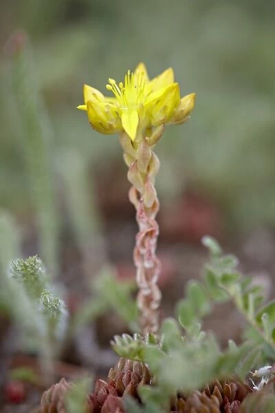 Wormleaf stonecrop (yellow stonecrop) (Sedum stenopetalum), Weston Pass