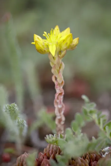 Framed Print : Wormleaf stonecrop (yellow stonecrop) (Sedum stenopetalum), Weston Pass Framed Print : Wormleaf stonecrop (yellow stonecrop) (Sedum stenopetalum), Weston Pass