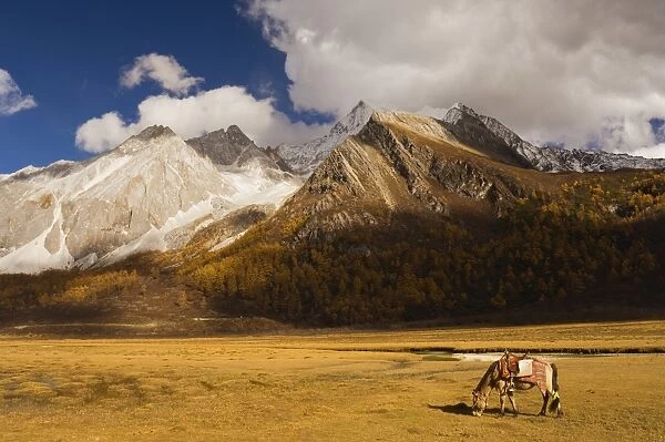 Xiaruoduojio mountain and horse, Yading Nature Reserve, Sichuan Province, China, Asia