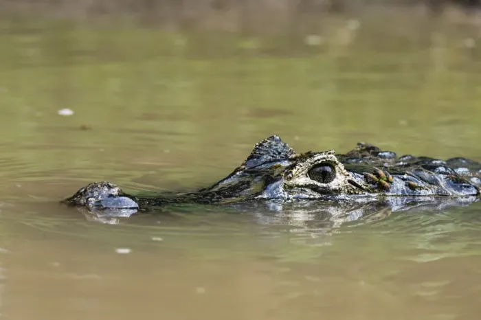 Framed Print : Yacare caiman (Caiman crocodylus yacare), Rio Negrinho, Pantanal, Mato Grosso, Brazil
