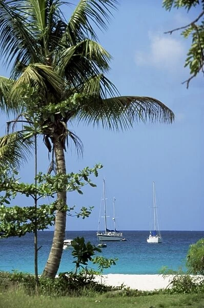 Yachts and palms, Barbados, West Indies, Caribbean, Central America