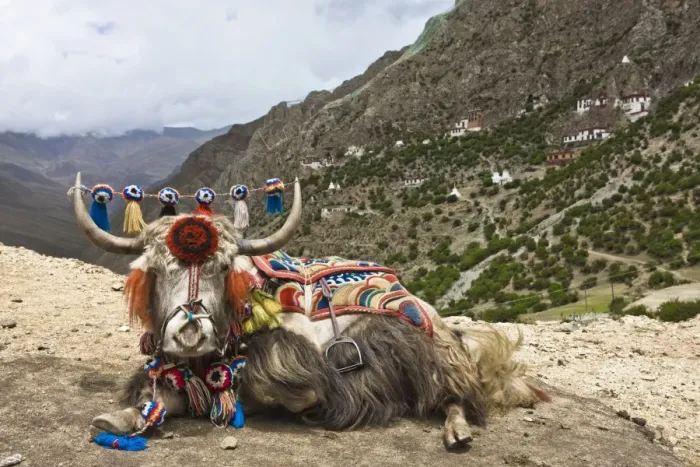 Framed Print : Yak in Drak Yerpa, Tibet, China, Asia Framed Print : Yak in Drak Yerpa, Tibet, China, Asia