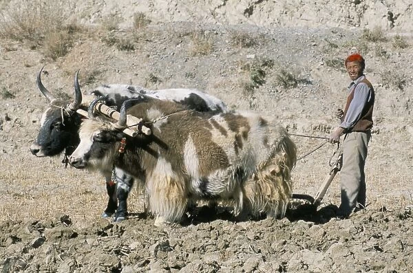Yak-drawn plough in barley field high on Tibetan Plateau, Tibet, China, Asia