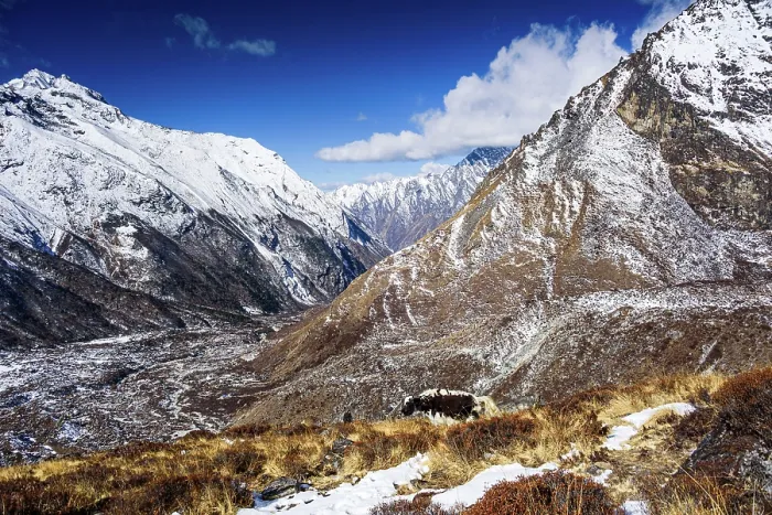 Framed Print : Yak grazing on sunlit ridge overlooking snow-covered Langtang Valley, Nepal Framed Print : Yak grazing on sunlit ridge overlooking snow-covered Langtang Valley, Nepal