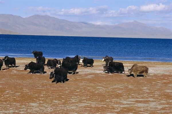 Yak herd on foreshore, sacred lake Manasarovar (Manasarowar), Kailas (Kailash) region