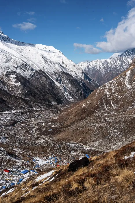 Framed Print : Yak perched above the village of Kyanjin Gompa, Nepal Framed Print : Yak perched above the village of Kyanjin Gompa, Nepal