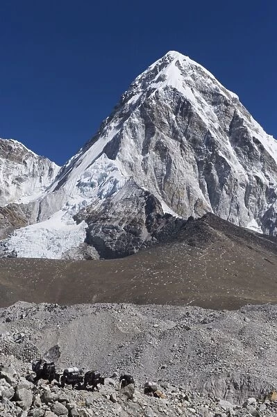 Yak on a trail below Kala Pattar and Pumori, 7165m, Solu Khumbu Everest Region