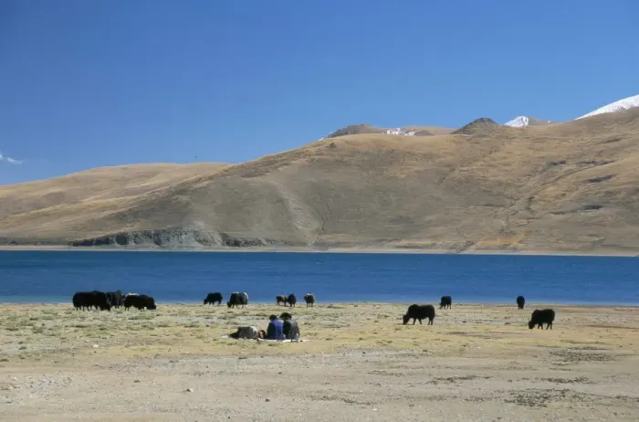 Framed Print : Yaks graze by Yamdrok Lake beside old Lhasa-Shigatse road, Tibet, China, Asia Framed Print : Yaks graze by Yamdrok Lake beside old Lhasa-Shigatse road, Tibet, China, Asia