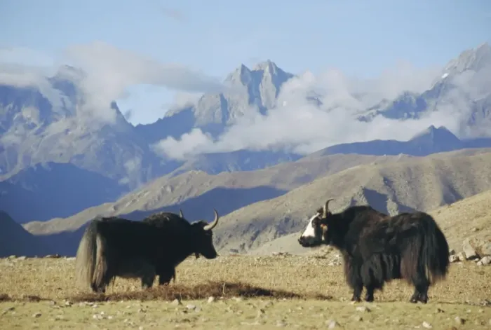 Framed Print : Yaks near Nyalam, Tibet, China, Asia Framed Print : Yaks near Nyalam, Tibet, China, Asia