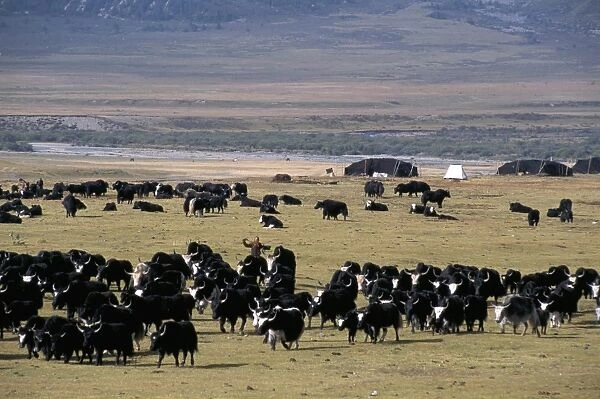 Yaks on Tibetan pastures at 4000m, Sichuan Province, China, Asia