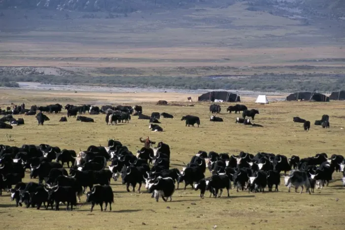 Framed Print : Yaks on Tibetan pastures at 4000m, Sichuan Province, China, Asia Framed Print : Yaks on Tibetan pastures at 4000m, Sichuan Province, China, Asia