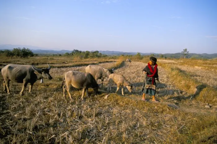 Framed Print : Yao lady leading cows Framed Print : Yao lady leading cows