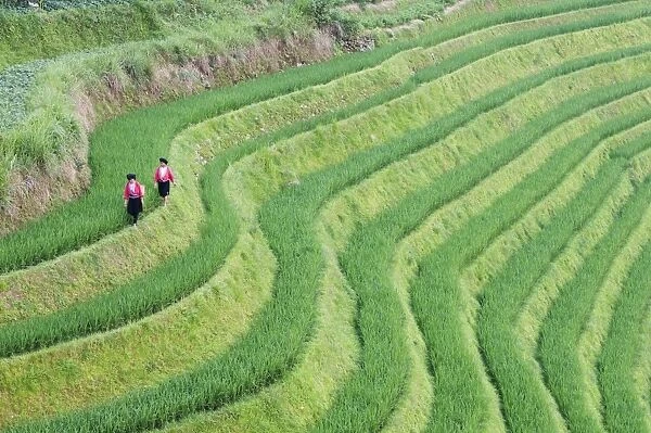 Yao women at the Dragons Backbone rice terraces, Longsheng, Guangxi Province, China, Asia