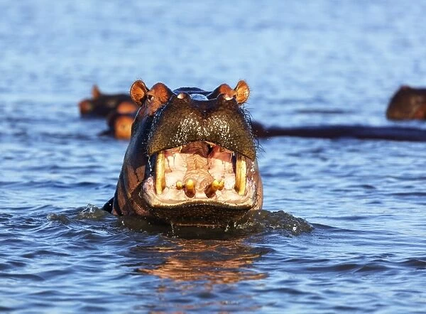 Yawning hippo (Hippopotamus amphibius), Isimangaliso Greater St. Lucia Wetland Park
