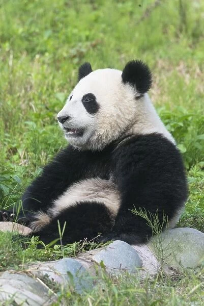 Two year old young Giant Panda (Ailuropoda melanoleuca), Chengdu, Sichuan, China, Asia