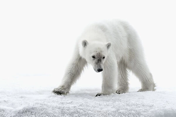 Yearling polar bear (Ursus maritimus) on a glacier, Bjornsundet, Hinlopen Strait