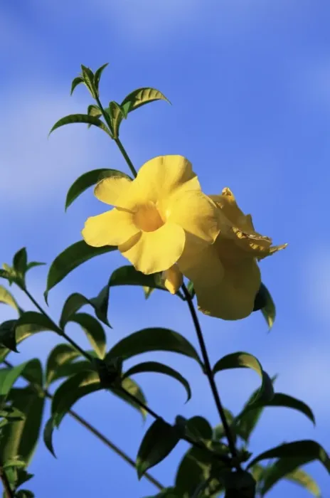 Framed Print : Yellow alamanda flowers Framed Print : Yellow alamanda flowers