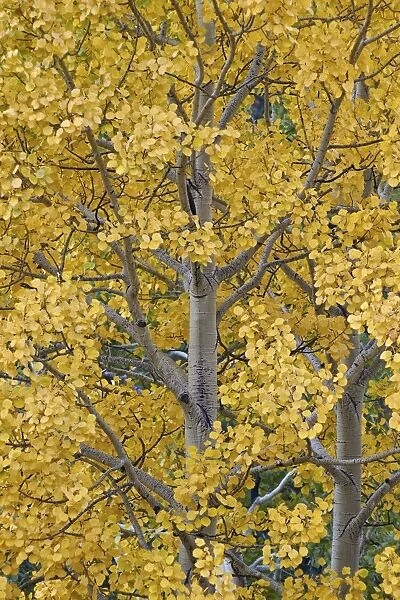 Yellow aspen in the fall, Uncompahgre National Forest, Colorado, United States of America