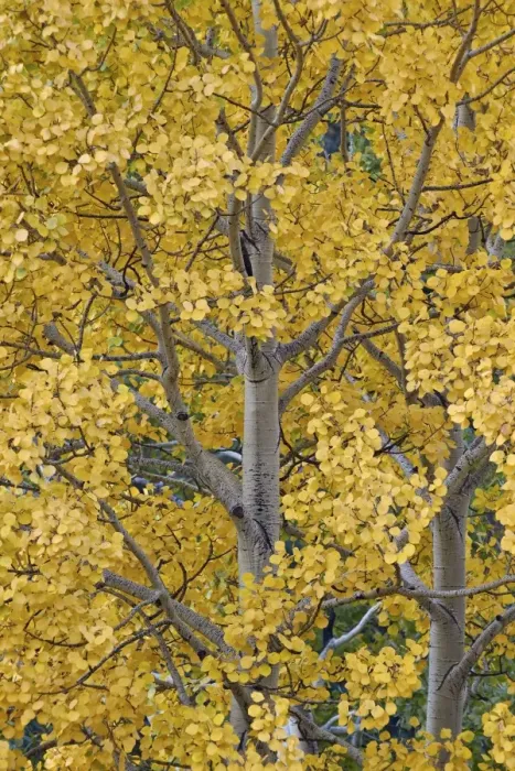 Framed Print : Yellow aspen in the fall, Uncompahgre National Forest, Colorado, United States of America Framed Print : Yellow aspen in the fall, Uncompahgre National Forest, Colorado, United States of America