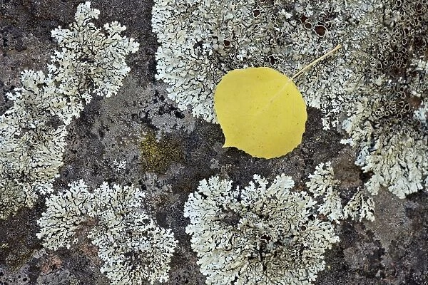 Yellow aspen leaf on a lichen-covered rock in the fall, Uncompahgre National Forest, Colorado, United States of America, North America