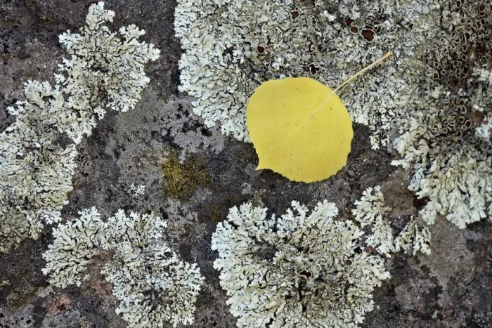 Framed Print : Yellow aspen leaf on a lichen-covered rock in the fall, Uncompahgre National Forest, Colorado, United States of America, North America Framed Print : Yellow aspen leaf on a lichen-covered rock in the fall, Uncompahgre National Forest, Colorado, United States of America, North America