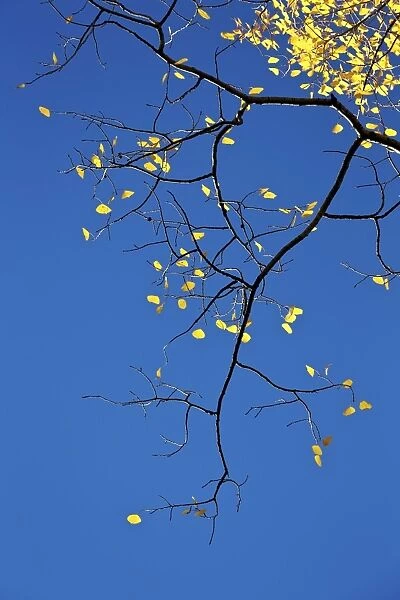 Yellow aspen leaves against a blue sky in the fall, Grand Mesa National Forest, Colorado