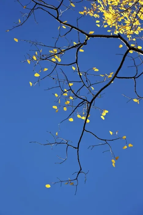 Framed Print : Yellow aspen leaves against a blue sky in the fall, Grand Mesa National Forest, Colorado Framed Print : Yellow aspen leaves against a blue sky in the fall, Grand Mesa National Forest, Colorado