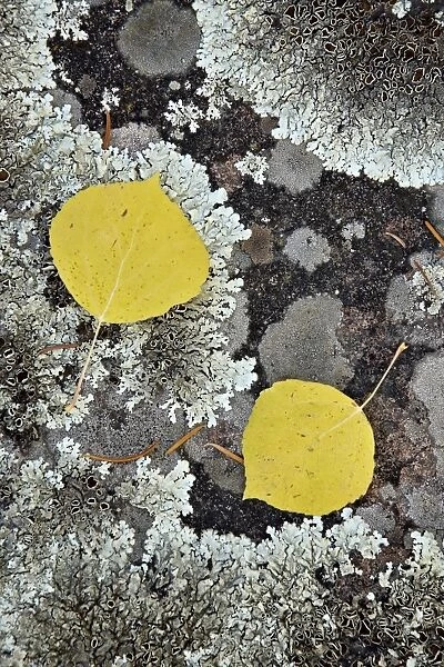 Yellow aspen leaves on a lichen-covered rock in the fall, Uncompahgre National Forest, Colorado, United States of America, North America