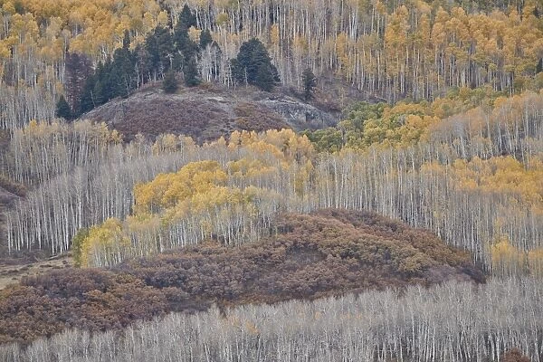 Yellow aspen trees in the fall, Uncompahgre National Forest, Colorado, United States of America