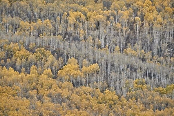 Yellow aspen trees in the fall, Uncompahgre National Forest, Colorado, United States of America