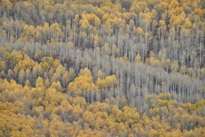 Framed Print : Yellow aspen trees in the fall, Uncompahgre National Forest, Colorado, United States of America Framed Print : Yellow aspen trees in the fall, Uncompahgre National Forest, Colorado, United States of America
