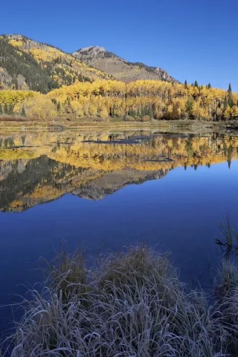 Framed Print : Yellow aspen trees reflected in Priest Lake in the fall, San Juan National Forest, Colorado, United States of America, North America