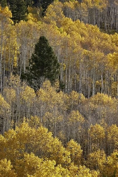 Yellow aspens and an evergreen in the fall, San Juan National Forest, Colorado, United States of America, North America