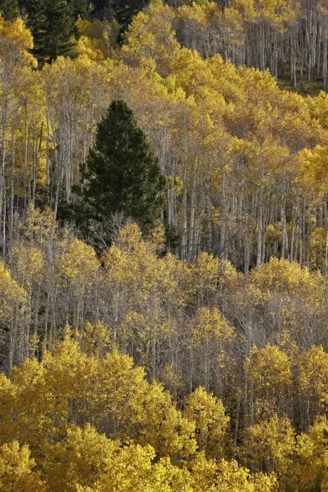 Framed Print : Yellow aspens and an evergreen in the fall, San Juan National Forest, Colorado, United States of America, North America Framed Print : Yellow aspens and an evergreen in the fall, San Juan National Forest, Colorado, United States of America, North America