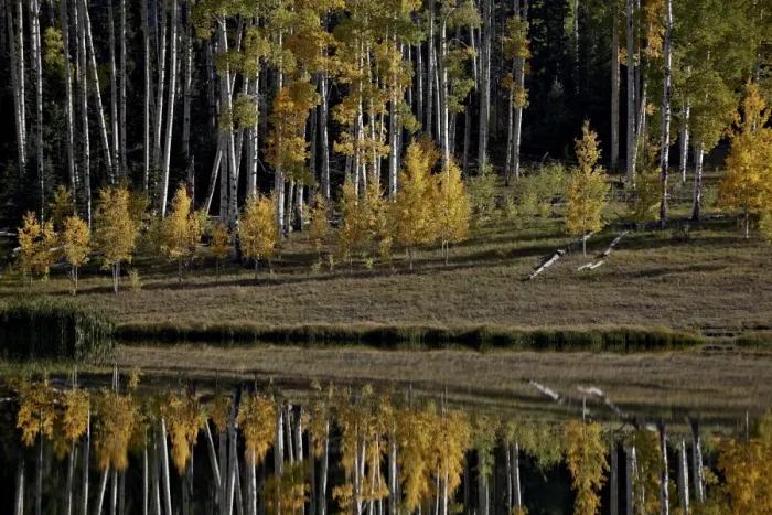 Framed Print : Yellow aspens among evergreens in the fall reflected in a lake, Uncompahgre National Forest, Colorado, United States of America, North America Framed Print : Yellow aspens among evergreens in the fall reflected in a lake, Uncompahgre National Forest, Colorado, United States of America, North America