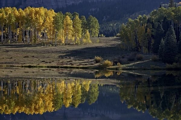 Yellow aspens among evergreens in the fall reflected in a lake, Uncompahgre National Forest, Colorado, United States of America, North America