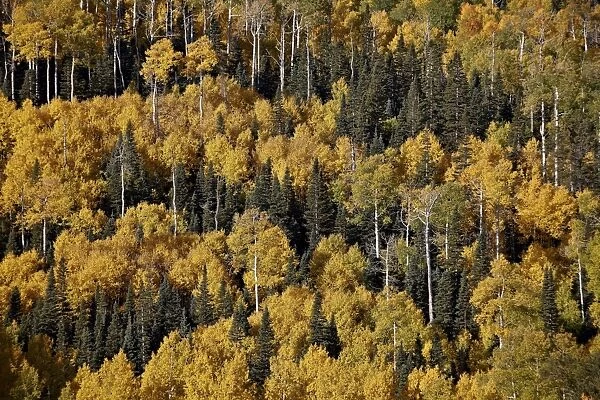 Yellow aspens among evergreens in the fall, Uncompahgre National Forest, Colorado, United States of America, North America