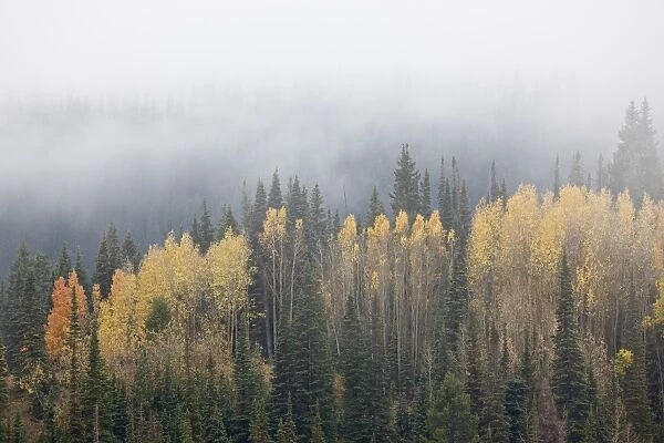 Yellow aspens and evergreens with low clouds, Wasatch-Cache National Forest, Utah, United States of America, North America