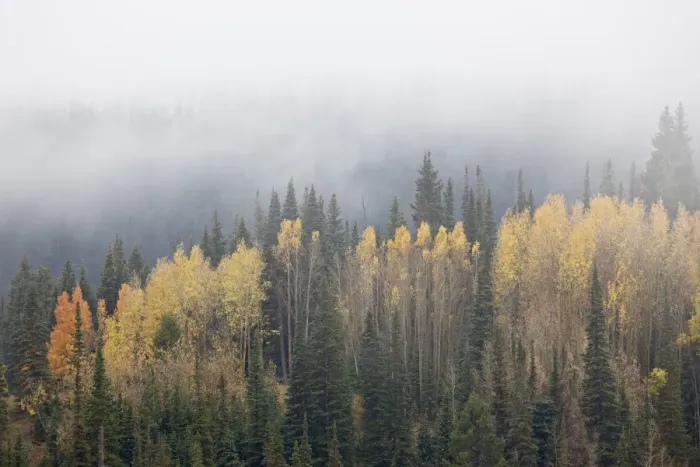 Framed Print : Yellow aspens and evergreens with low clouds, Wasatch-Cache National Forest, Utah, United States of America, North America Framed Print : Yellow aspens and evergreens with low clouds, Wasatch-Cache National Forest, Utah, United States of America, North America