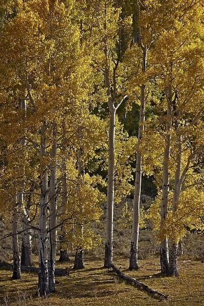 Yellow aspens in the fall, San Miguel County, San Juan Mountains, Colorado, United States of America, North America