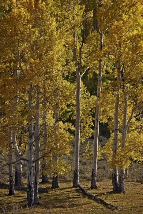 Framed Print : Yellow aspens in the fall, San Miguel County, San Juan Mountains, Colorado, United States of America, North America Framed Print : Yellow aspens in the fall, San Miguel County, San Juan Mountains, Colorado, United States of America, North America